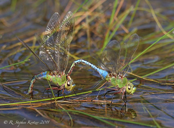 Anax junius, tandem pair